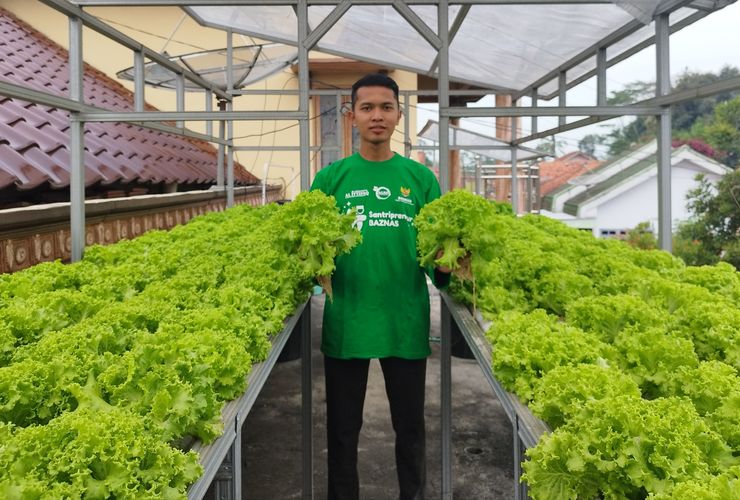 Kisah Pemuda Lumajang Raup Rp 21 Juta per Panen dari Selada Hidroponik di Loteng