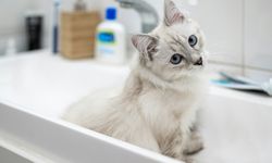 Mengapa Mata Kucing Suka Belekan? Ini Penyebabnya