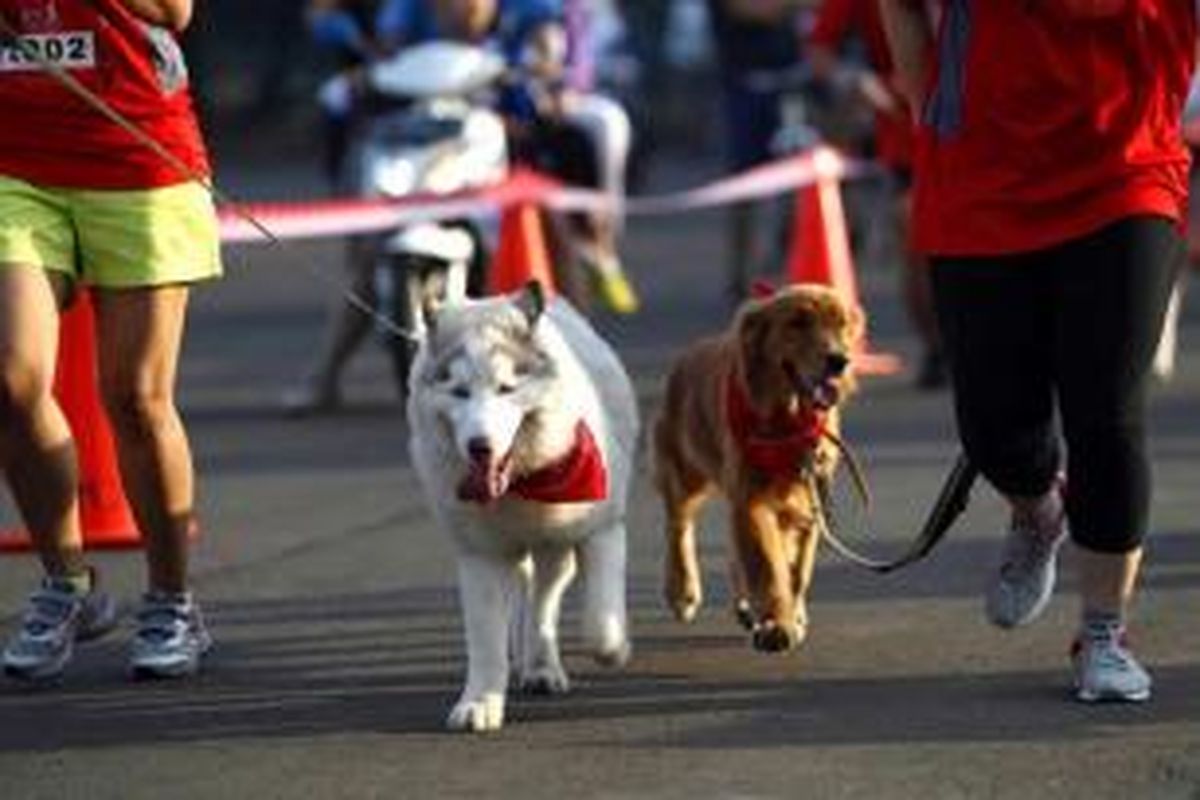 Pecinta anjing membawa anjingnya dalam acara Alpo Dog Run, di Parkir Timur, Senayan, Jakarta, Minggu (24/5/2015). Sebanyak sekitar 300 pecinta anjing turut serta dalam kegiatan yang melombakan beberapa kategori antara lain dog run, dog sprint hingga lomba kostum. 