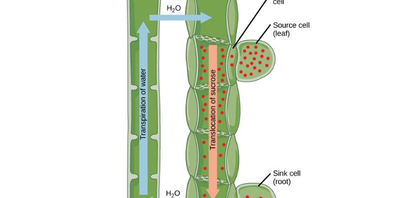 How Photosynthesis Results Circulate throughout the Plant: Explained