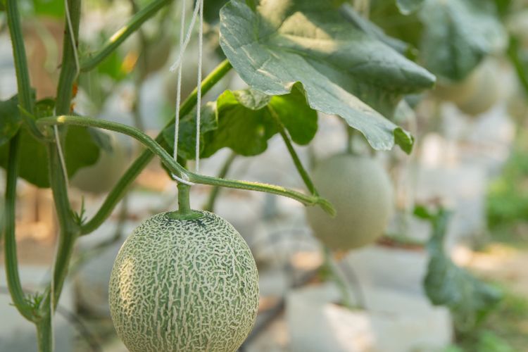 Tanaman melon