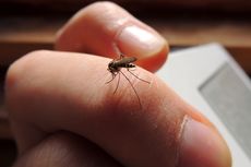 Cegah Penularan DBD, Pahami Lima Fakta tentang Serangan Nyamuk