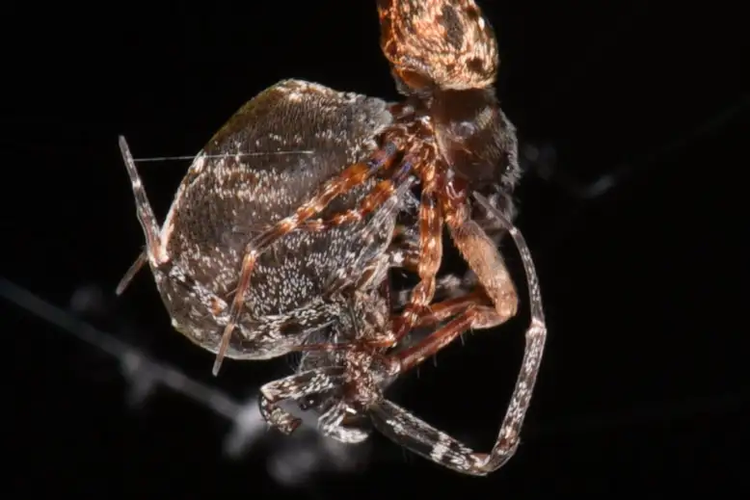 Proses perkawinan laba-laba penenun bola. Perilaku kanibalisme seksual diamati pada spesies laba-laba ini, di mana usai kawin, laba-laba penenun jantan akan melontarkan diri untuk menyelamatkan diri dari laba-laba betina, agar tidak dimangsa pasangannya.

