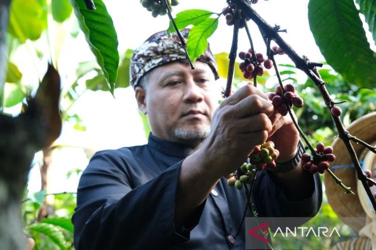 Penjabat Bupati Temanggung, Hery Agung Prabowo panen kopi di Desa Gemawang, Kabupaten Temanggung, Jawa Tengah.