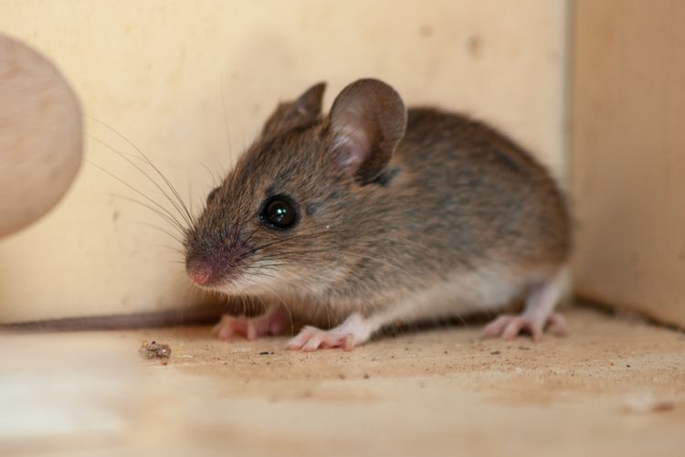 Saat Musim Hujan, Tikus Lebih Sering Masuk Rumah? Ini Alasannya