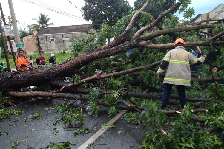 Petugas DPKP Kota Depok beserta jajaran lainnya tengah mengevakuasi pohon tumbang pada Kamis (9/2/2023).