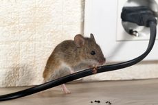 4 Fakta tentang Tikus di Dalam Rumah