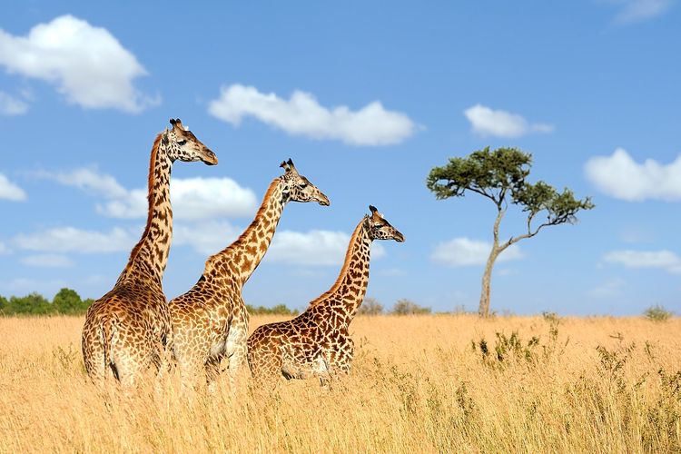 Ilustrasi jerapah Afrika. Populasi jerapah dilaporkan meningkat 20 persen dibandingkan ntahun 2015. Jerapah Masai adalah salah satu spesies dengan peningkatan jumlah populasi yang lebih tinggi.