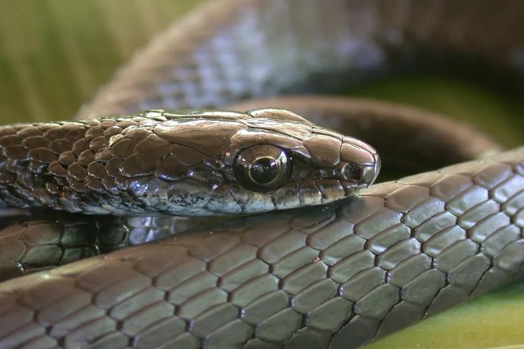 Semiz ayollarning anus