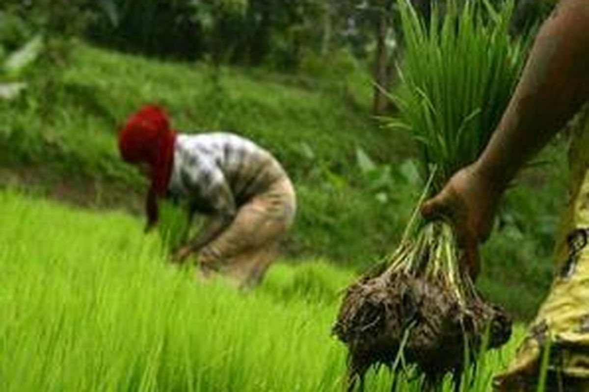 Buruh tani di Kecamatan Babakan Madang, Citeureup, Kabupaten Bogor, Jawa Barat, menyiapkan bibit padi siap tanam, Kamis (7/2). Awal musim tanam ini diiringi kenaikan harga pupuk urea menjadi Rp 13.000 per kilogram dari sebelumnya Rp 10.000.