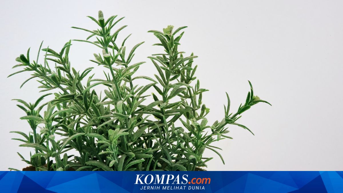 Apakah Tanaman Rosemary Aman untuk Kucing Peliharaan?