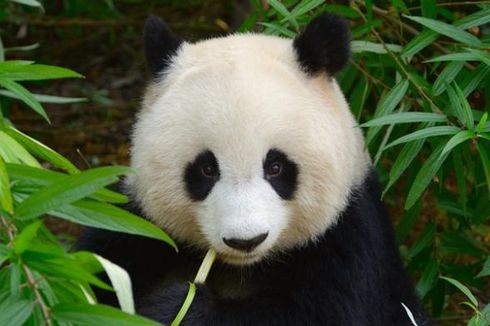 Tak Lagi Menggemaskan, di Alam Liar Panda Ternyata Sangat Agresif 