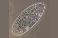 Paramecium: Pengertian, Ciri-ciri, Bagiain Tubuh, dan Cara Reproduksi