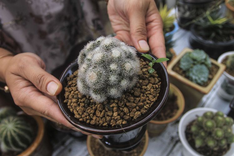 Kaktus mini jenis Cephalocereus Senilis  yang ada di Kampung Kaktus Palembang, Sumatera Selatan, Sabtu (10/10/2020). Saat ini penjualan kaktus mini sebagai tanaman hias mengalami peningkatan 200 persen semenjak pandemi Covid-19.