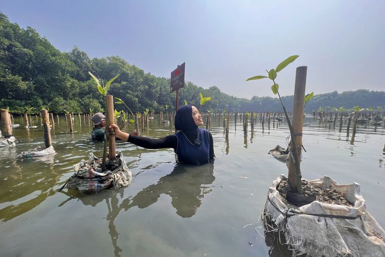 Tim Kompas.com tanam mangrove bersama Bumi Journey.