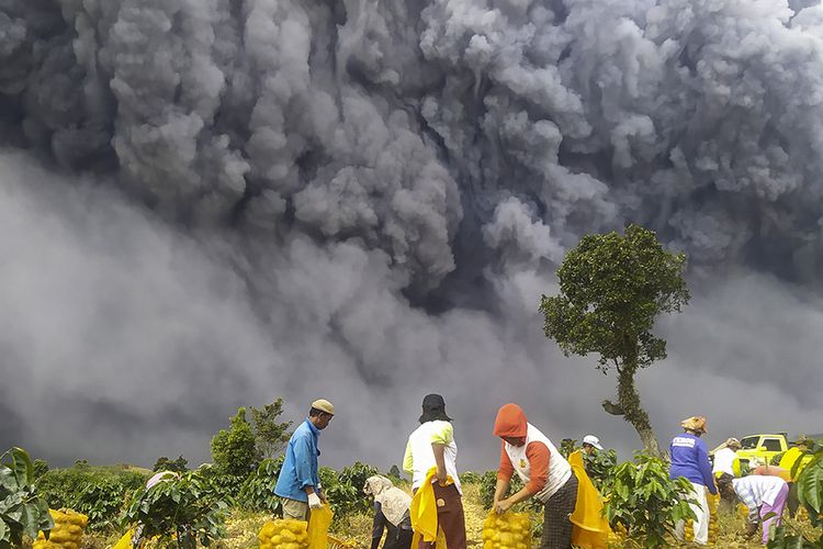Warga memanen kentang dengan latar belakang Gunung Sinabung yang menyemburkan material vulkanik di Karo, Sumatera Utara, Senin (10/8/2020). Gunung Sinabung erupsi dengan tinggi kolom 5.000 meter di atas puncak atau sekitar 7.460 meter di atas permukaan laut.