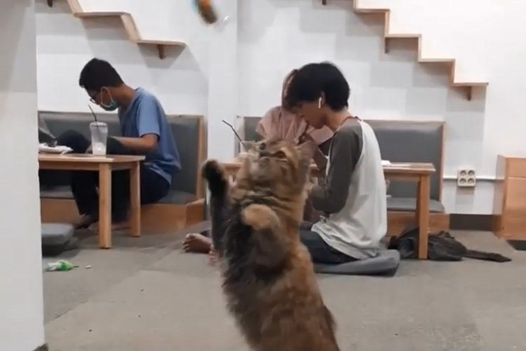 Tangkapan layar kucing yang ada di kafe kucing bernama Paw Paw Cafe di Solo, Jawa Tengah.