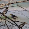 Pertama Kali, Burung Kerak Perut-pucat Ditemukan di Danau Limboto