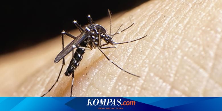 Begini Siklus Hidup Nyamuk Aedes Aegypti Penyebar Dbd Halaman All Kompas Com