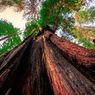 Mengenal Hyperion, Pohon Tertinggi di Dunia yang Mencapai 116 Meter