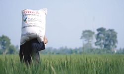 Kuota Pupuk Bersubsidi di NTT Tambah 2 Kali Lipat, Produktivitas Diharapkan Meningkat