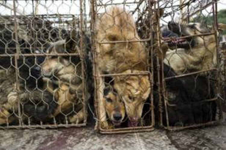 Di dalam sebuah rumah jagal anjing di kota Shenzhen, China ditemukan ratusan kerangkeng berisi anjing yang akan disembelih.