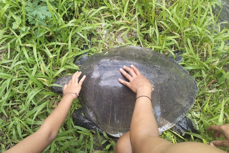 Penyu Lekang Ditemukan Terluka di Sungai Buleleng, Diduga Hasil Perburuan Liar