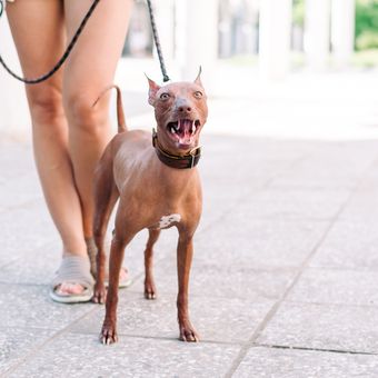 Ilustrasi anjing Xoloitzcuintli. 