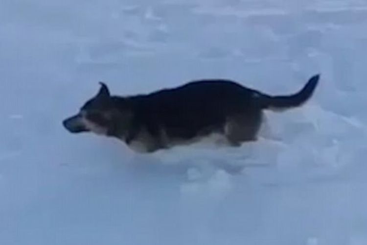 Seekor anjing mati membeku setelah tak mampu melewati tumpukan salju di Kazakhstan.
