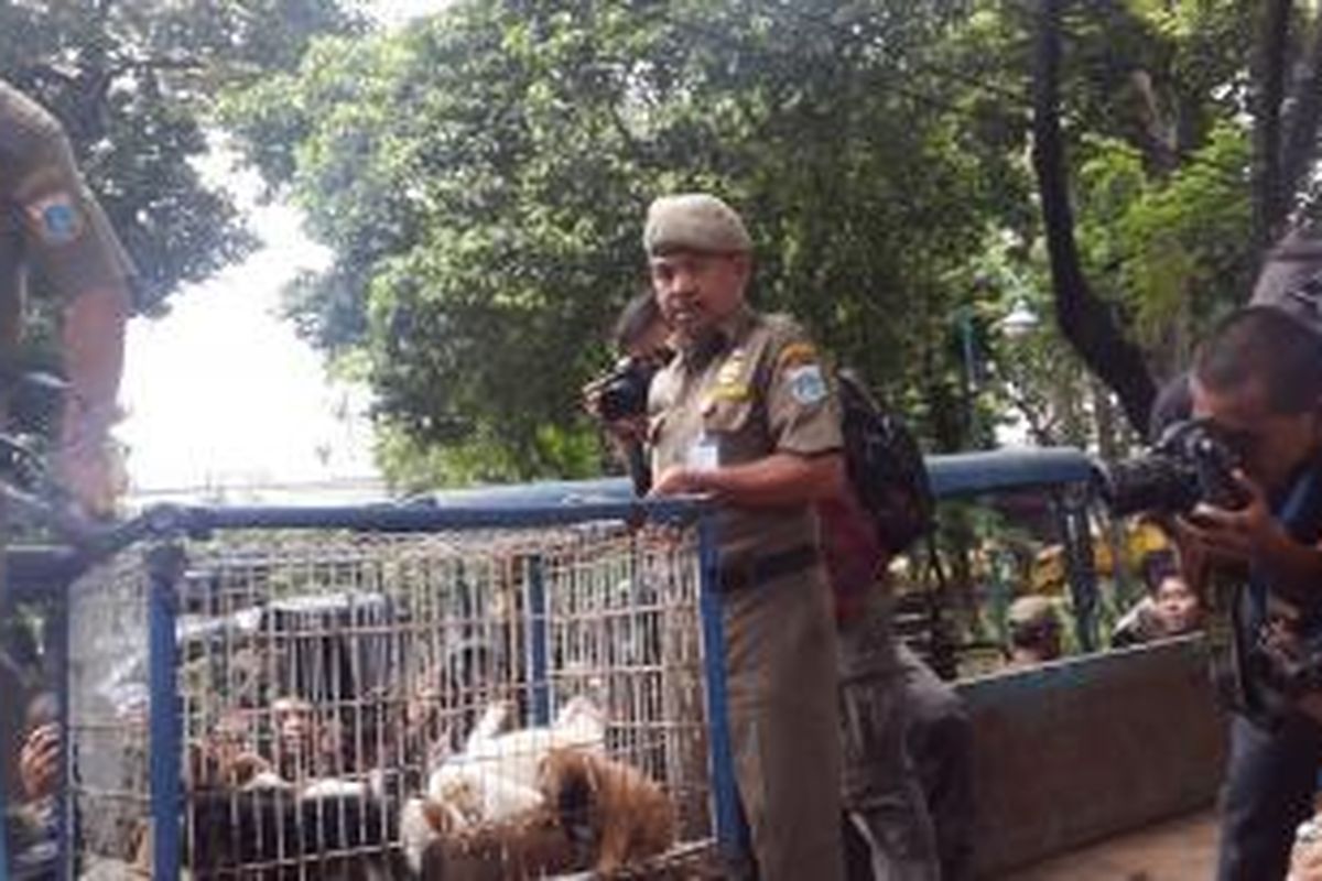Razia pedagang anjing di Menteng, Jakarta Pusat, Kamis (9/4/2015).