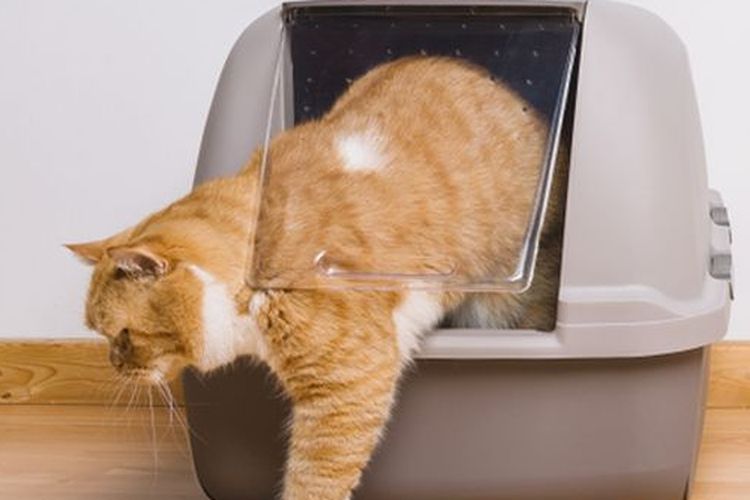 Ilustrasi kucing buang kotoran di kotak pasir.