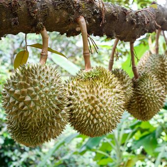 Ilustrasi tanaman durian, pohon durian, buah durian di pohon.