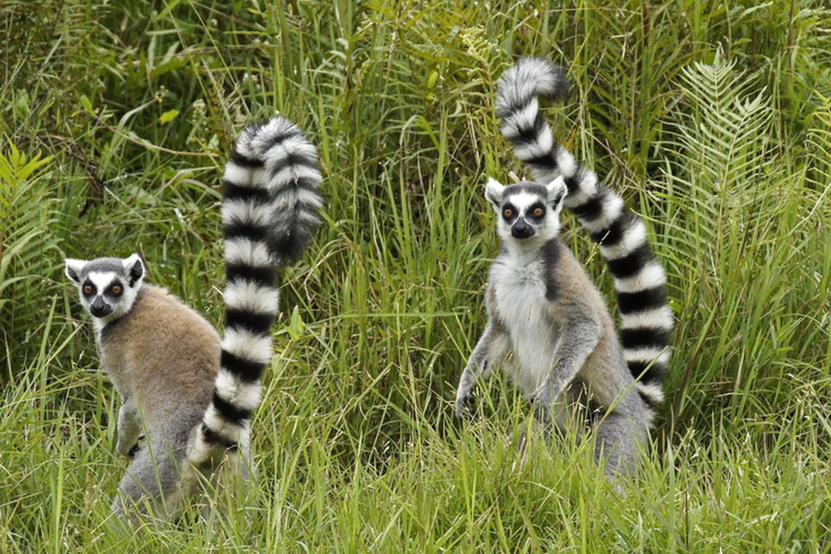 Ilustrasi lemur ekor cincin (Lemur catta).