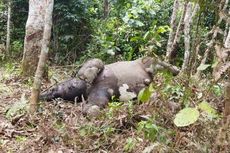 Gajah Berusia 5 Tahun Mati di Jambi, Tidak Ditemukan Luka