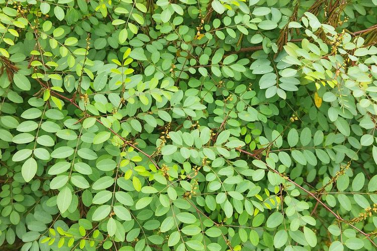 Ilustrasi tanaman indigofera. 