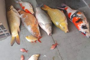 Listrik Padam 5 Jam Tanpa Pemberitahuan di Cileungsi Bogor, 5 Ekor Ikan Koi Milik Warga Mati