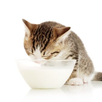 Ilustrasi kucing minum susu. 