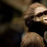 Australopithecus Afarensis, Ibu Manusia dari Afrika