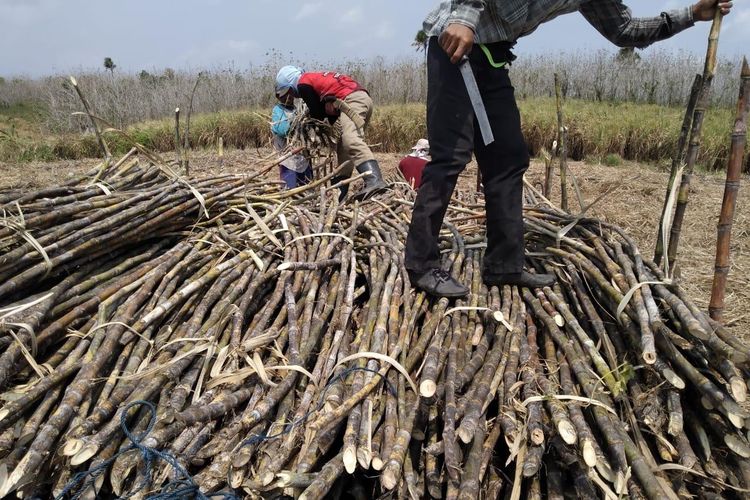 Aman Agrindo (GULA) Ungkap Strategi Tingkatkan Produktivitas Tebu untuk Swasembada Gula