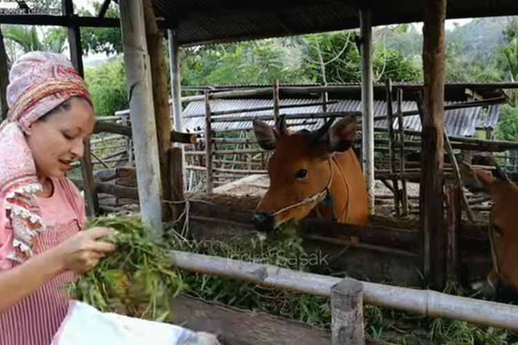 tangkapan layar video YouTube Indra saat bersama istrinya sedang menyabit rumput untuk pakan sapinya