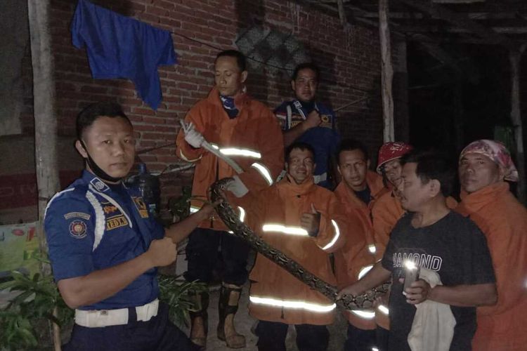Petugas Damkar, Kota Bengkulu evakuasi ular phyton sepanjang 3 meter