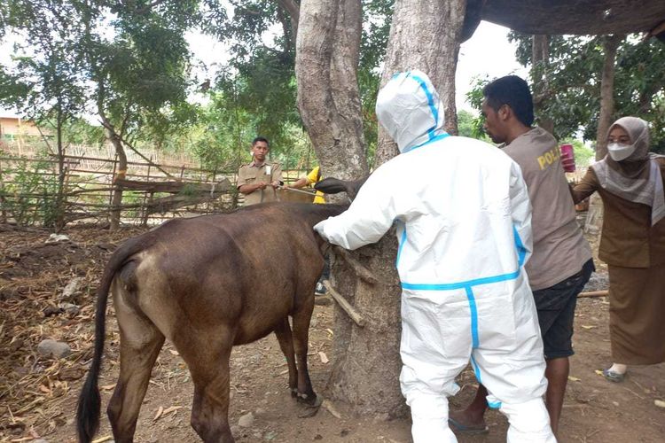 Petugas kesehatan hewan saat melakukan penyuntikan obat terhadap hewan ternak yang terjangkit PMK di Kabupaten Bima, Rabu (10/8/2022).