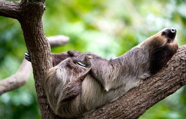 Hewan dengan waktu tidur terlama di dunia.