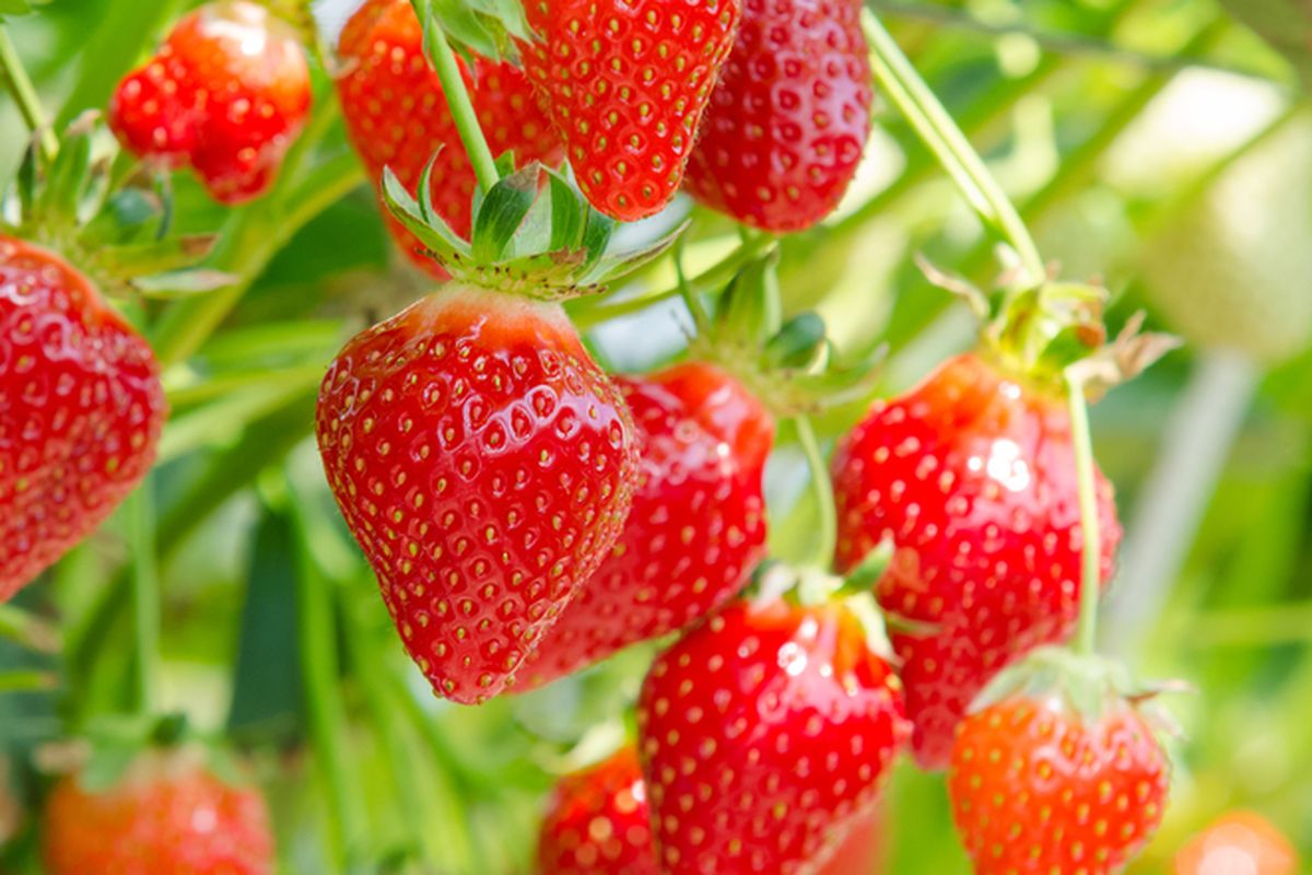 Ilustrasi tanaman stroberi, tanaman strawberry, menanam strawberry. 