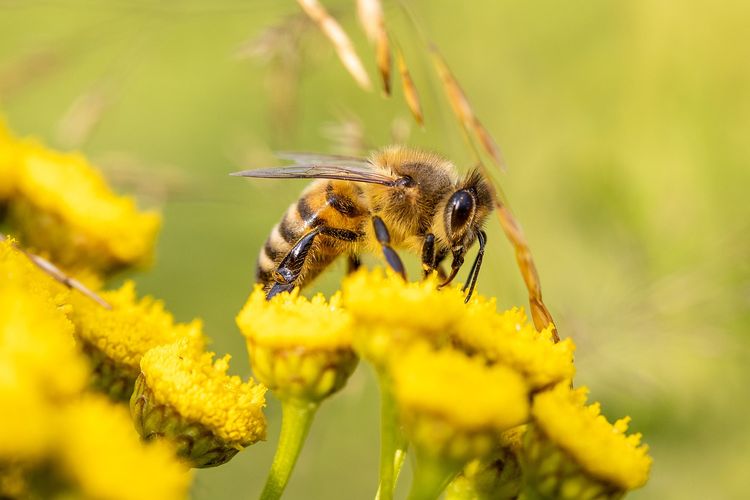 Lebah pekerja dalam siklus hidup lebah