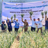 Sempat Ragu-ragu, Bejo Petani Bawang Putih Tawangmangu Super Kini Panennya Terus Meningkat