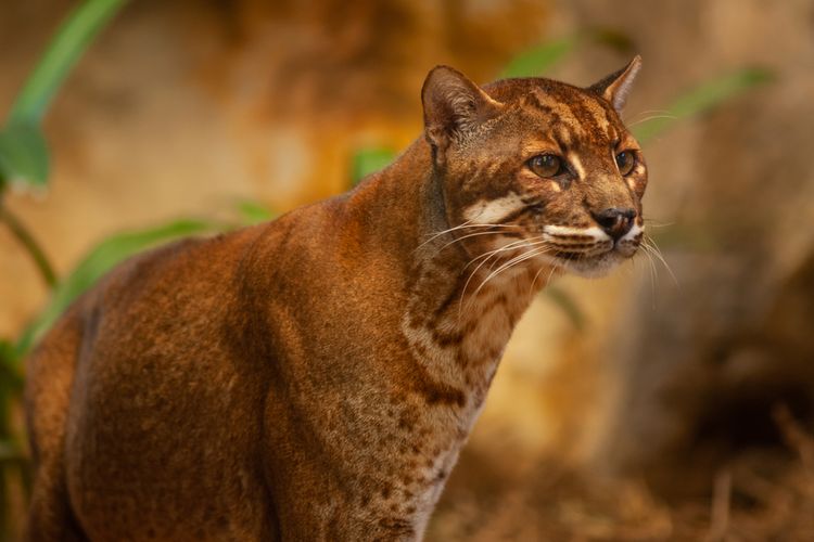 Catopuma temminckii, salah satu kucing hutan di Indonesia