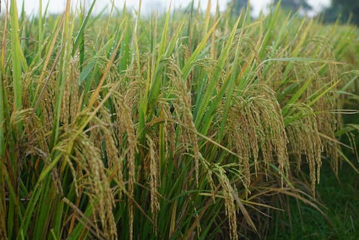 Rendah Emisi, Green Rice Punya Banyak Keunggulan