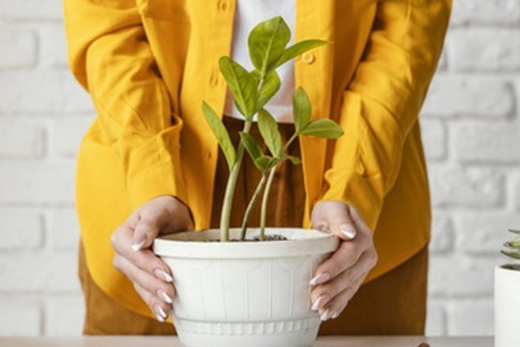 Ilustrasi pot tanaman, Ilustrasi repotting tanaman