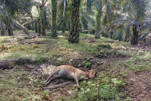 Bertambah Lagi, 5 Ekor Lembu di Langkat Dimangsa Harimau 